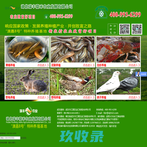青蛙养殖_湖北瑞丰嘉禾农业发展有限公司