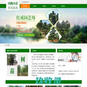 大叶榕价格_批发_大叶榕小苗基地