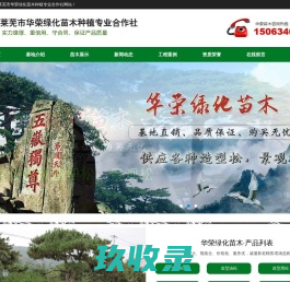 莱芜市华荣绿化苗木种植专业合作社,造型松,造型油松,造型黑松,造型景观松,泰山迎客松,平顶松