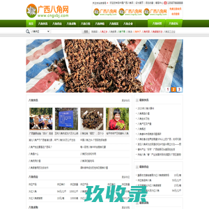 广西八角网『八角供应链』八角干果/鲜果供求信息,八角茴香,八角行情,八角种子,树苗,八角植保,八角加工,八角之乡,八角企业,八角香料论坛