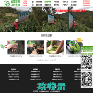 2024年谷雨前碧螺春价格_今年谷雨前碧螺春价格_谷雨碧螺春价格
