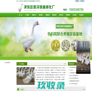 山东临沂鹅苗孵化厂-临沂鹅苗价格-河东鹅苗-河东区葛沟家禽孵化厂
