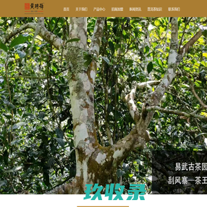 西双版纳易武黄聘号茶业有限公司【官网】黄聘号  普洱茶  普洱茶代理  普洱茶品牌招商  普洱茶加盟 易武古树茶  古树茶代理  古树茶品牌    古树茶品牌招商  古树茶品牌加盟  薄荷塘古树   曼松古树茶_黄聘号普洱