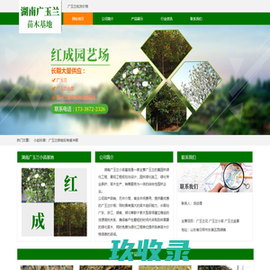 广玉兰价格_批发_湖南广玉兰小苗基地
