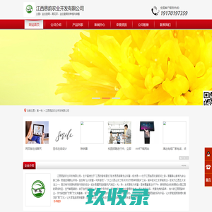 金丝皇菊_金丝皇菊批发_修水金丝皇菊-江西思韵农业开发有限公司