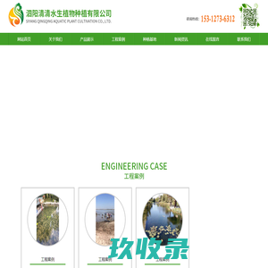 苦草网,矮生耐寒苦草,常绿大苦草,矮生苦草_泗阳清清水生植物种植有限公司