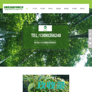 桢楠苗,金丝楠苗―洪雅县廷富苗木有限公司