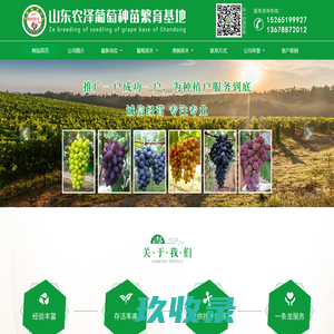 早熟葡萄苗|大棚葡萄苗|葡萄苗批发|葡萄苗基地|极晚熟葡萄苗|山东葡萄苗|山东农泽葡萄种苗繁育基地