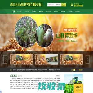 长梗刺五加_刺嫩芽_云杉_桓仁成义苗圃