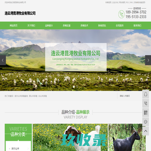 波尔山羊养殖基地_黑山羊养殖_白山羊养殖-连云港昆港牧业有限公司