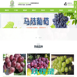 马陆葡萄-马陆葡萄网-马陆葡萄种植基地-振杰合作社