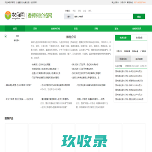 香樟树价格_香樟树的作用_香樟树图片-农苗网