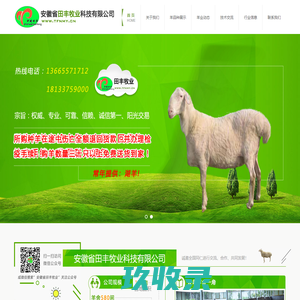 安徽湖羊|安徽湖羊养殖场|安徽养羊场|中国种羊网|安徽省砀山县羊场--安徽省田丰牧业科技有限公司