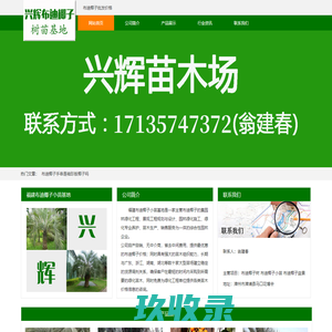 布迪椰子价格_批发_福建布迪椰子小苗基地