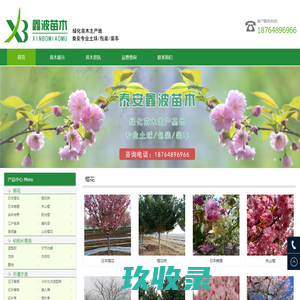 染井吉野/阳光樱价格/江户彼岸樱花-山东泰安樱花树苗基地