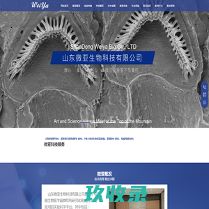 山东电镜检测_扫描电镜能谱_电镜样品_电镜测试-山东微亚生物科技