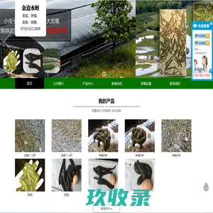 菲牛蛭_宽体金线蛭_江门市金边生物科技