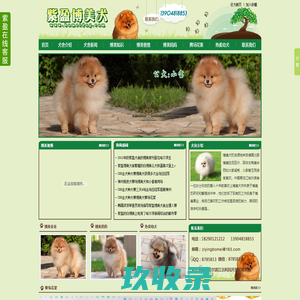 博美犬 博美犬舍 紫盈博美犬舍、博美 白博美、博美犬