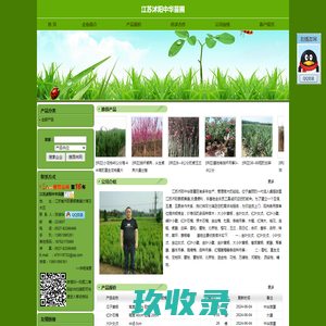 江苏沭阳中华苗圃 - 主营金叶女贞.雪松.白腊.红枫.葱兰.马尼拉