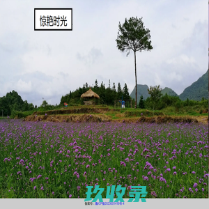 网站截图