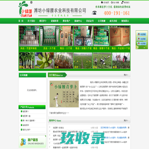 潍县萝卜 潍县青萝卜 潍坊萝卜 潍坊青萝卜 高脚青 二缨 潍县萝卜种植基地 鸢飞路潍县萝卜 潍坊小绿腰农业科技有限公司[官网]