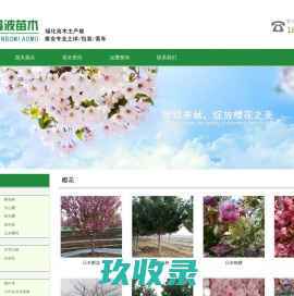 山东樱花价格，泰安品种樱花树苗基地