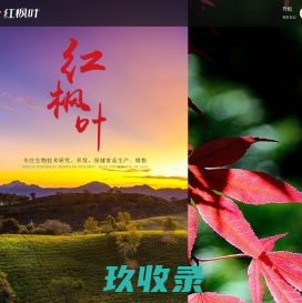 开封红枫叶生物科技有限公司、开封红枫叶、红枫叶生物科技、红枫叶、